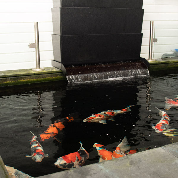 Indoor koi pond for holding Japanese koi for sale 