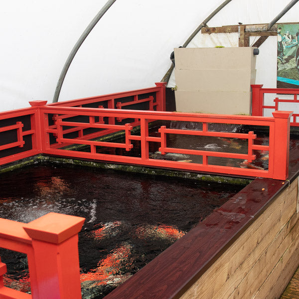 Indoor pond for holding our Japanese koi carp, which are for sale all year round 