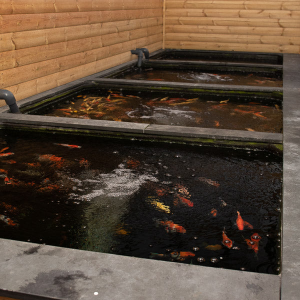 4 outdoor ponds for the holding small Japanese koi carp for sale 