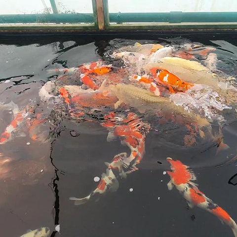 South Yorkshire Koi Dealer Ponds