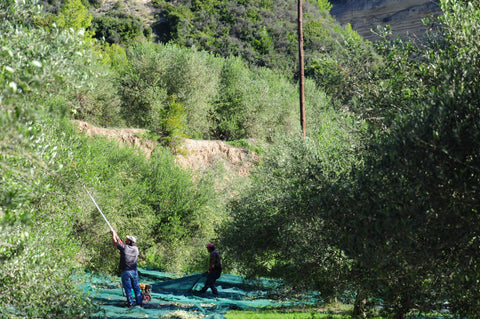 Kosterina Olive Groves