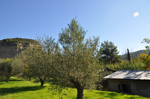 Kosterina Olive Groves