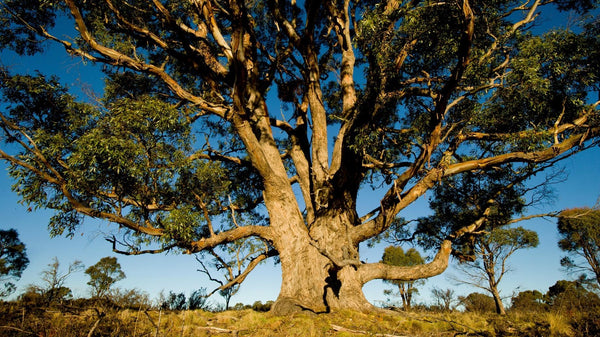 De l'eucalyptus aux vêtements de sport