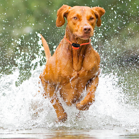 Dog training collar - waterproof and safe for all types of dogs (except puppies and toy dogs)