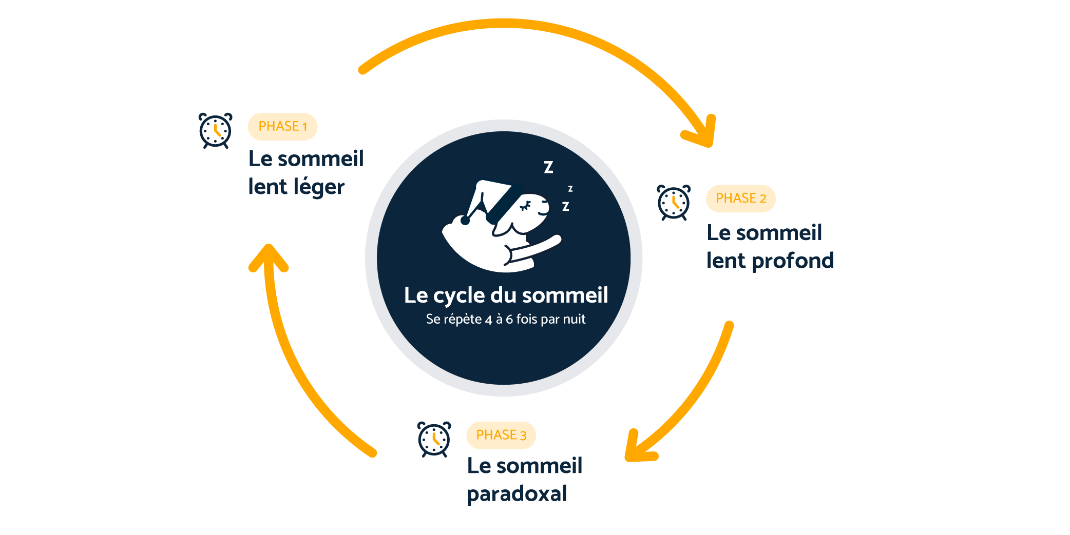 Les différents cycles du sommeil