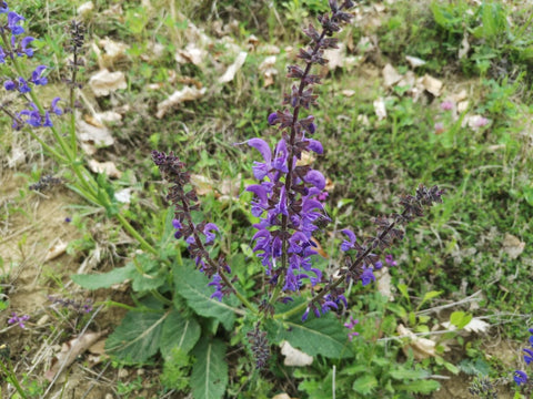 Travniška kadulja (Salvia pratensis)