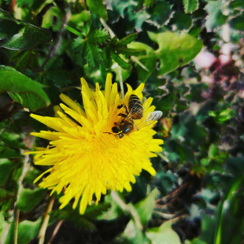 Navadni regrat (Taraxacum officinale)