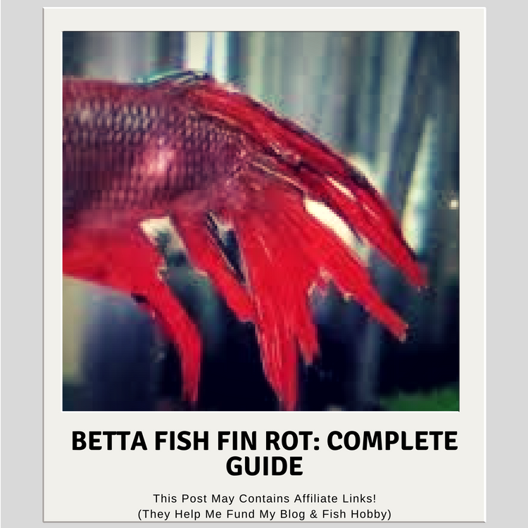 Betta Fish Fin Rot: Complete Guide - Aquatic Delights