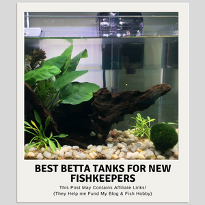 diy betta food