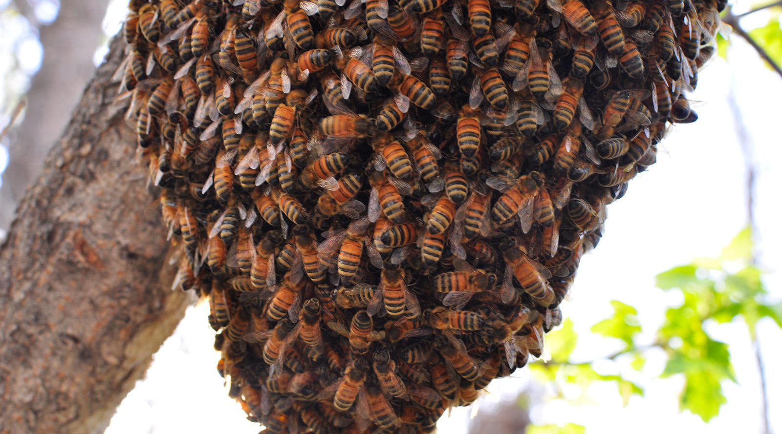 how-to-get-bees-for-your-bee-hive-backyardhive