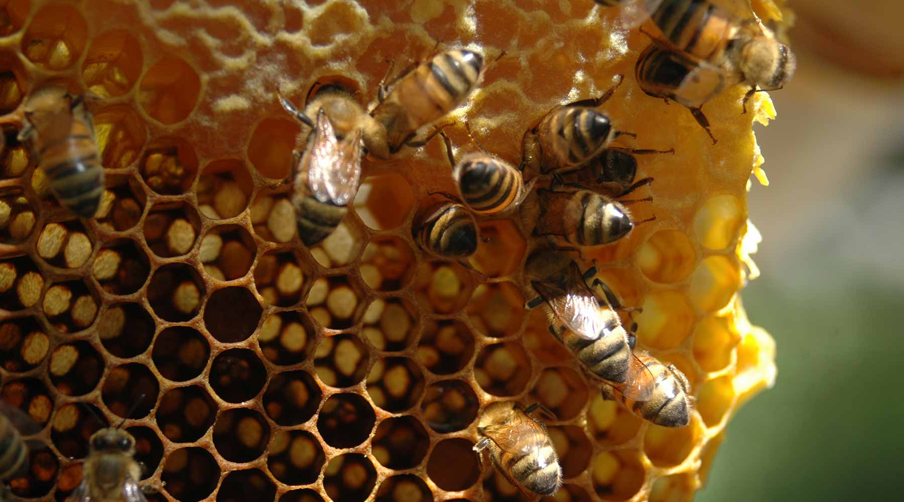 Пчелы продукты пчеловодства