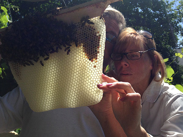 Bee-Doctor-Intensives-Inspecting-Combs