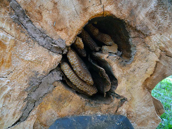 Bee-Nest-Cottonwood-Tree-Hole