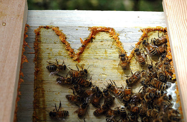 Bee-Propolis-on-side-of-hive