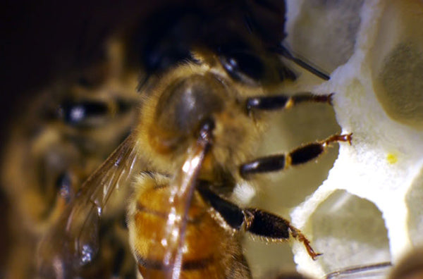 Bee-extreme-Closeup-on-Comb