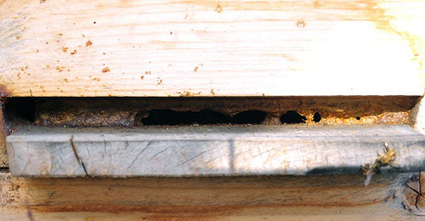 Bee-hive-entrance-propolis-winterizing-protection