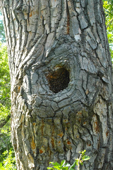 Bee-nest-cottonwood-tree-cavity