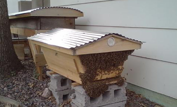 Bees-Bearding-Side-house-too-hot