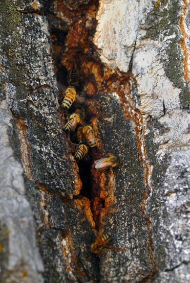 Bees-inside-tree-hive