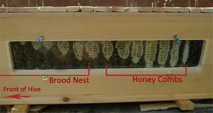 Brood-Nest-Honey-Combs-Top-Bar-Hive