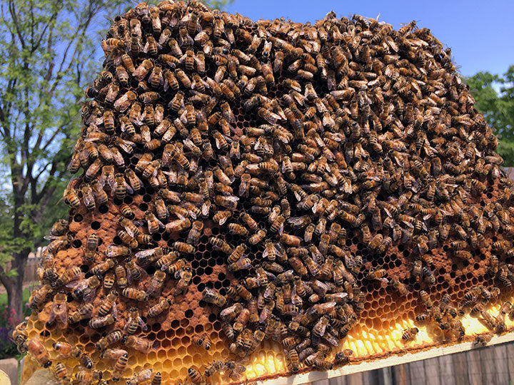 Capped-brood-comb-darker-bees