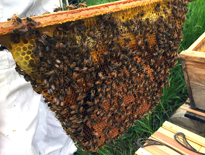 Capped_brood_comb_darker_with_bees