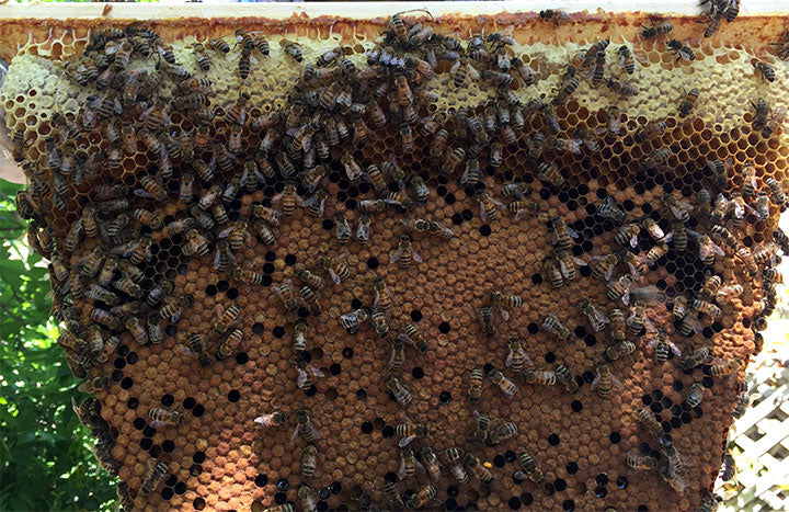 Capped_brood_comb_darker_with_bees