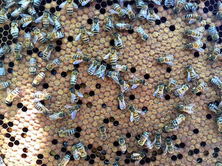 Capped_brood_comb_darker_with_bees