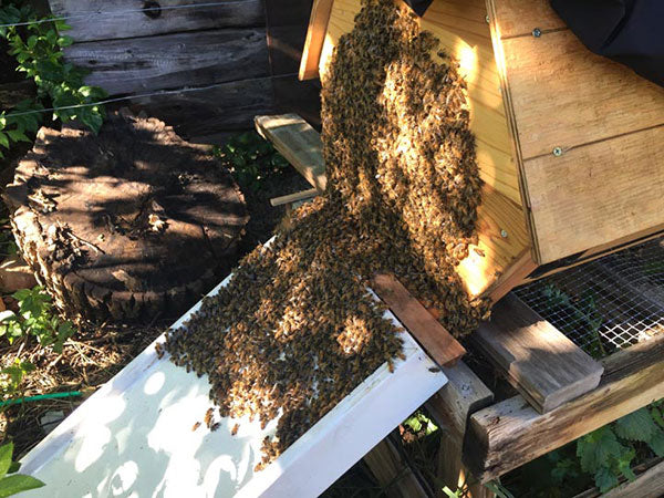 Cathedral-Hive-installing-bees-walk-in