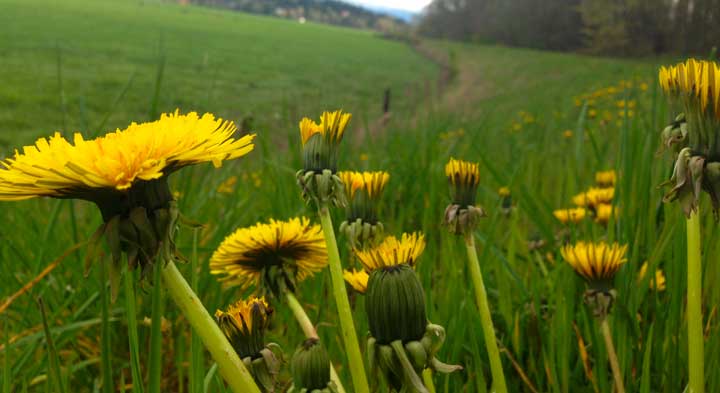 Dandelion_Bee_Plant