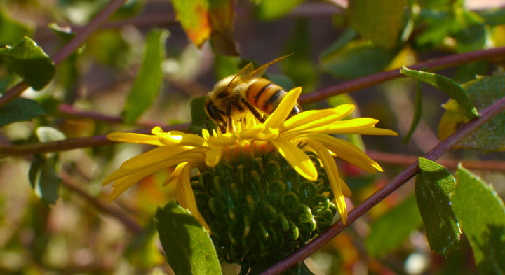 Gum-Plant-Aster-Bee-Pollinating