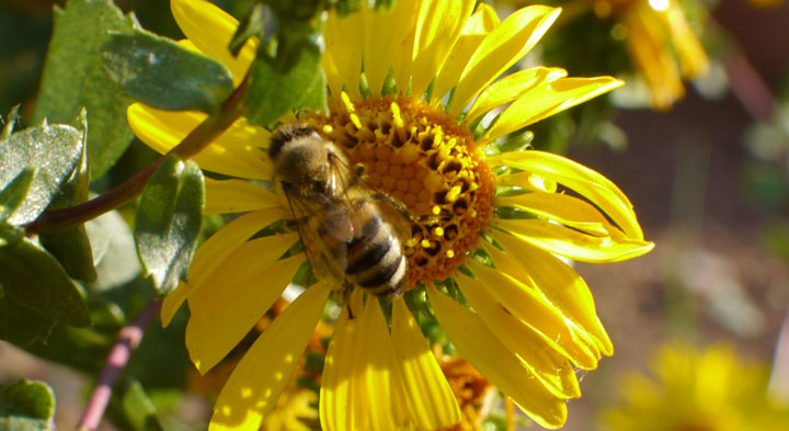 Gum-Plant-Aster-Bee-Pollinating