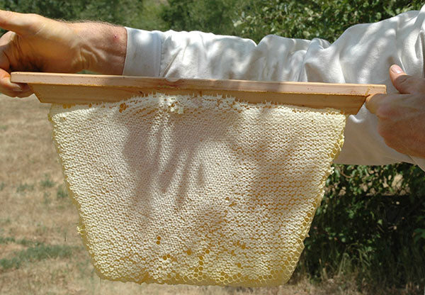 Harvest-Comb-Capped-Honeycomb