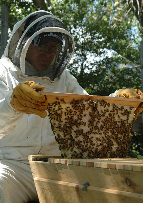Harvest-Combs-Capped-Honeycombs