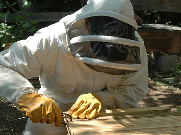 using hive tool to loosen the propolis seals on hive