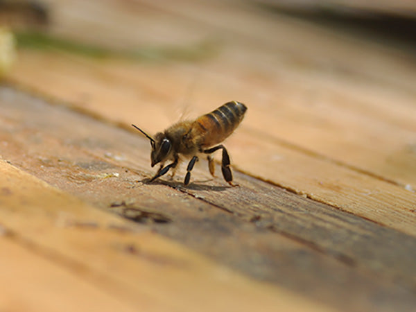 Honey-Bee-Fanning-Installing-into-Hive