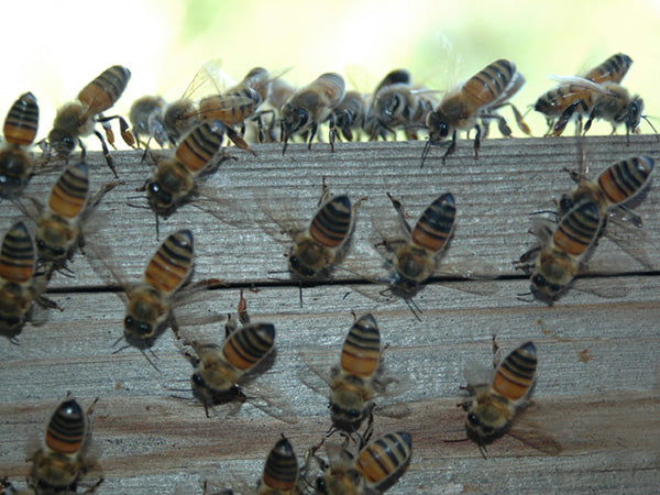 Honey-Bee-Fanning-pheromone.jpg