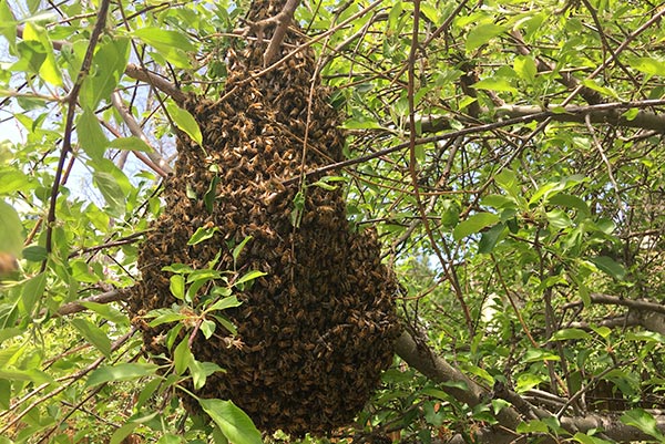 Honey-Bee-Swarm-catching-bees-tree