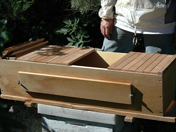Honey-Bee-Swarm-installing-bees