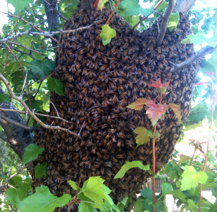 Honey-Bee-Swarm-Removal-On-Tree-Branch