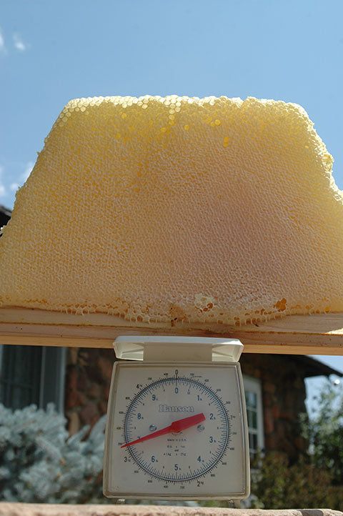 Honey Comb Weighing 7 Pounds top Bar bee hive