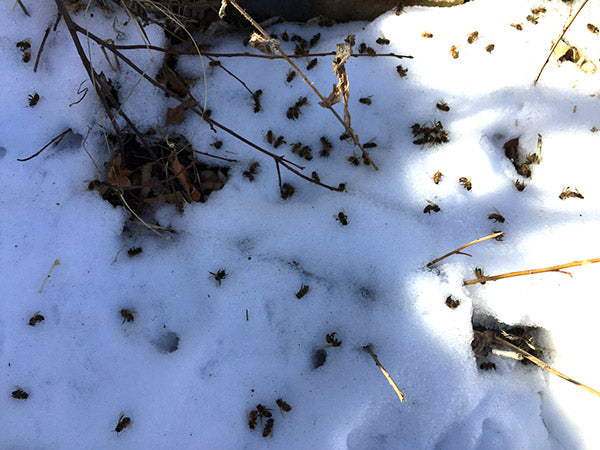 Honeybees-Winter-Dead-on-Ground-Landing-board