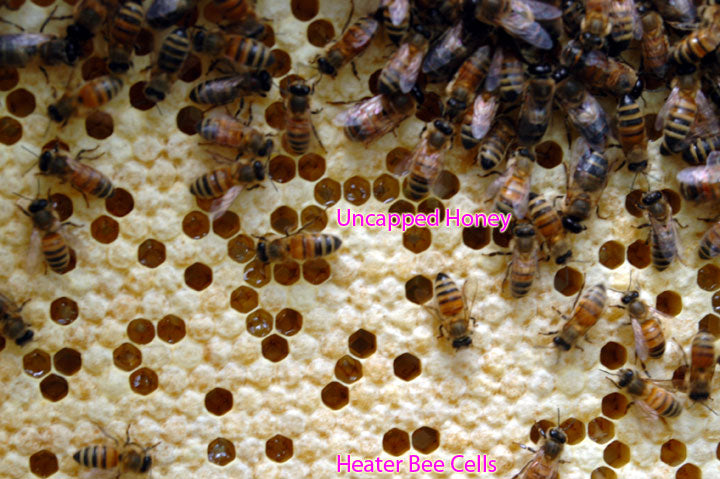 Honeycomb_Brood_Comb_Heater_Bee_Cells
