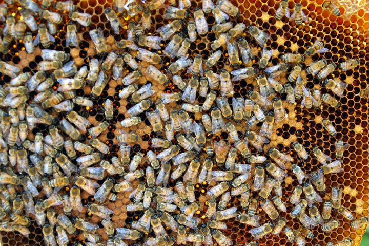 Honeycomb_Capped_Worker_Brood_Darker_Older_Cells