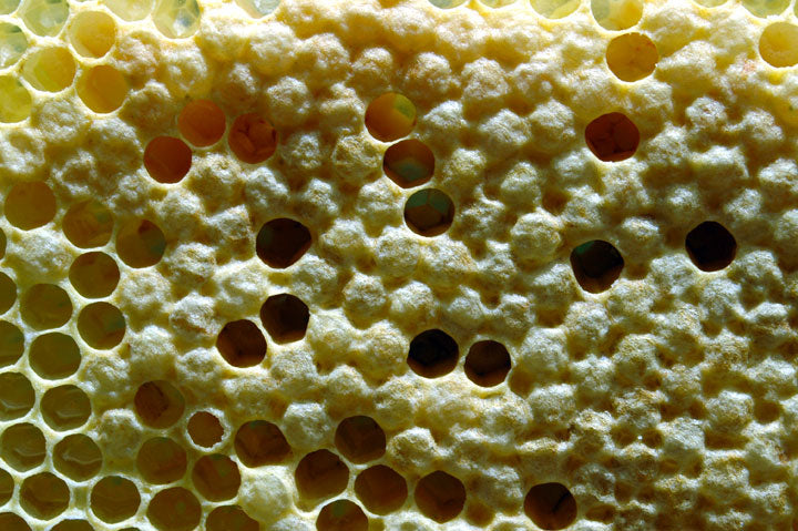 Honeycomb_Capped_Worker_Brood_Light yellow