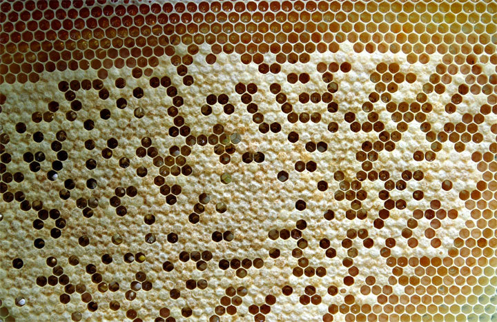 Honeycomb_Capped_Worker_Brood_Lighter_Heater_Bees