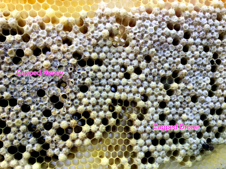 Honeycomb_New_Capped_Drone_Comb_CloseUp