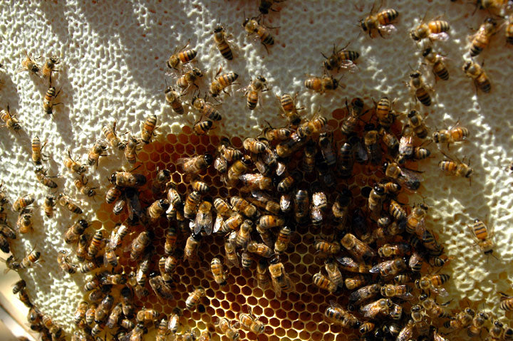 Honey Comb Identification - Brood Nest - BackYardHive