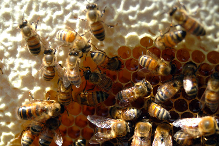 CloseUp of Honeycomb Newly Capped Honey cells