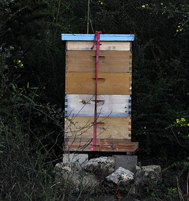 Langstroth Bee Hive